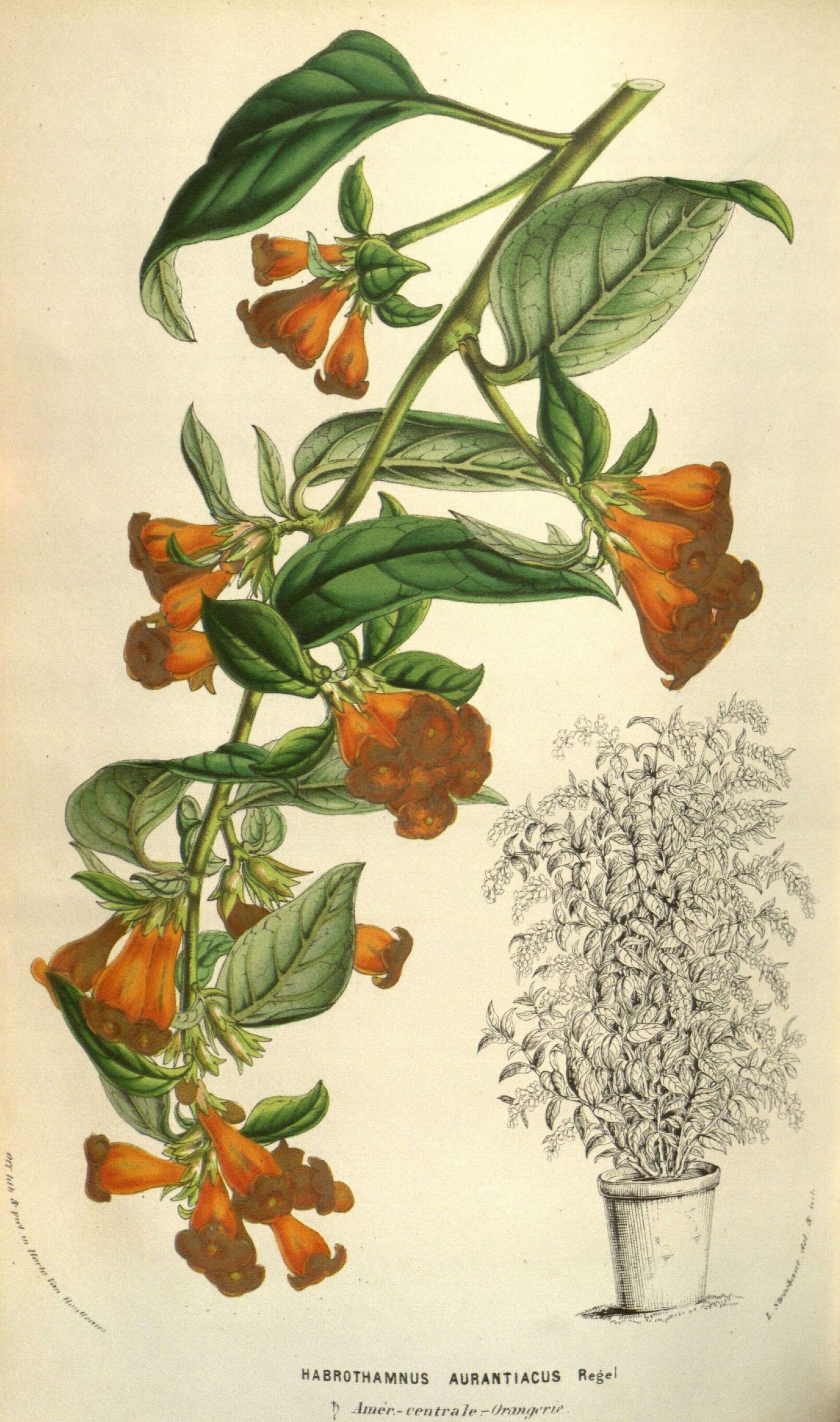 Image of orange jessamine