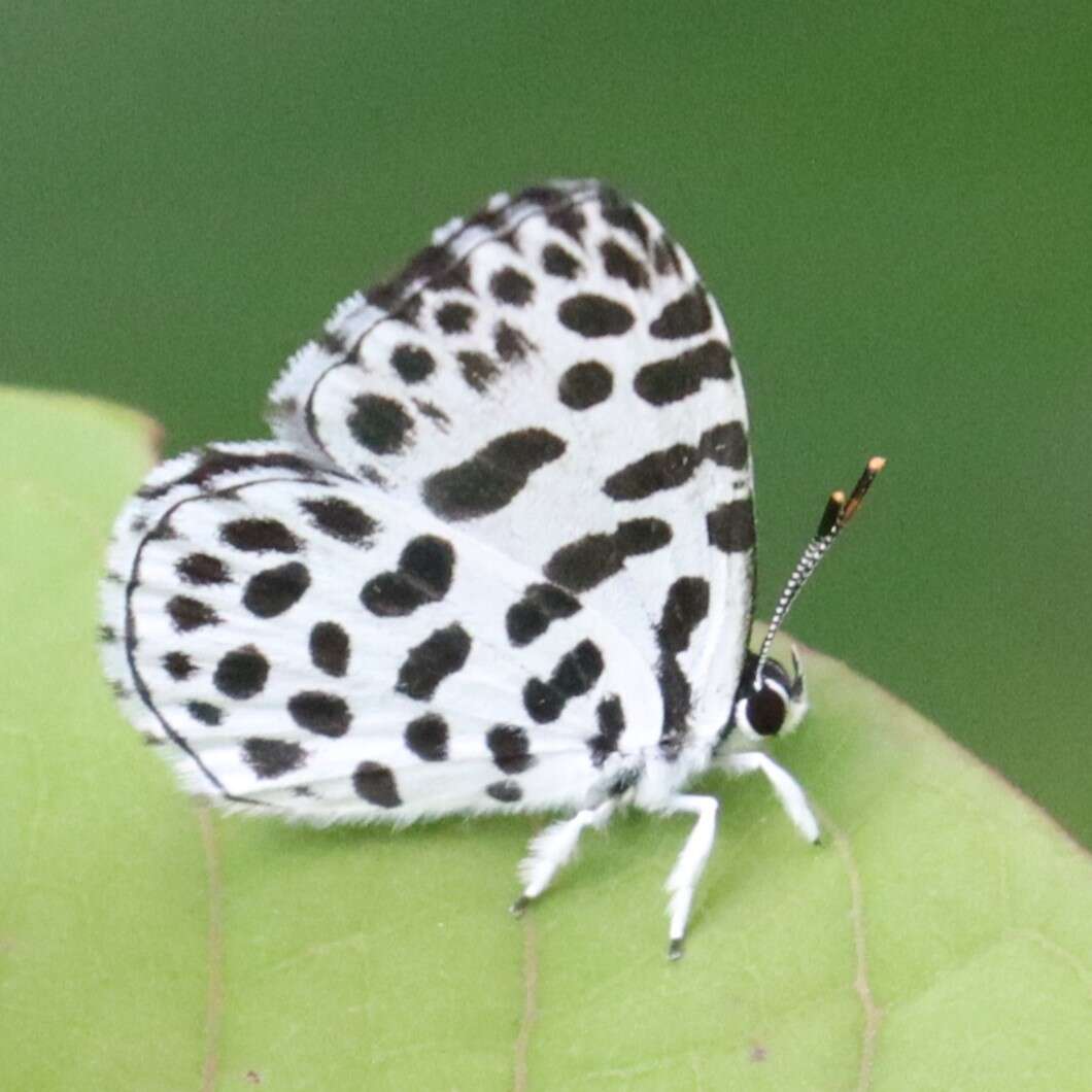 Image of Forest Pierrot