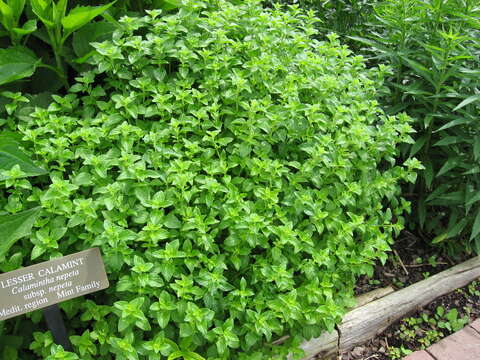 Image of Lesser calamint