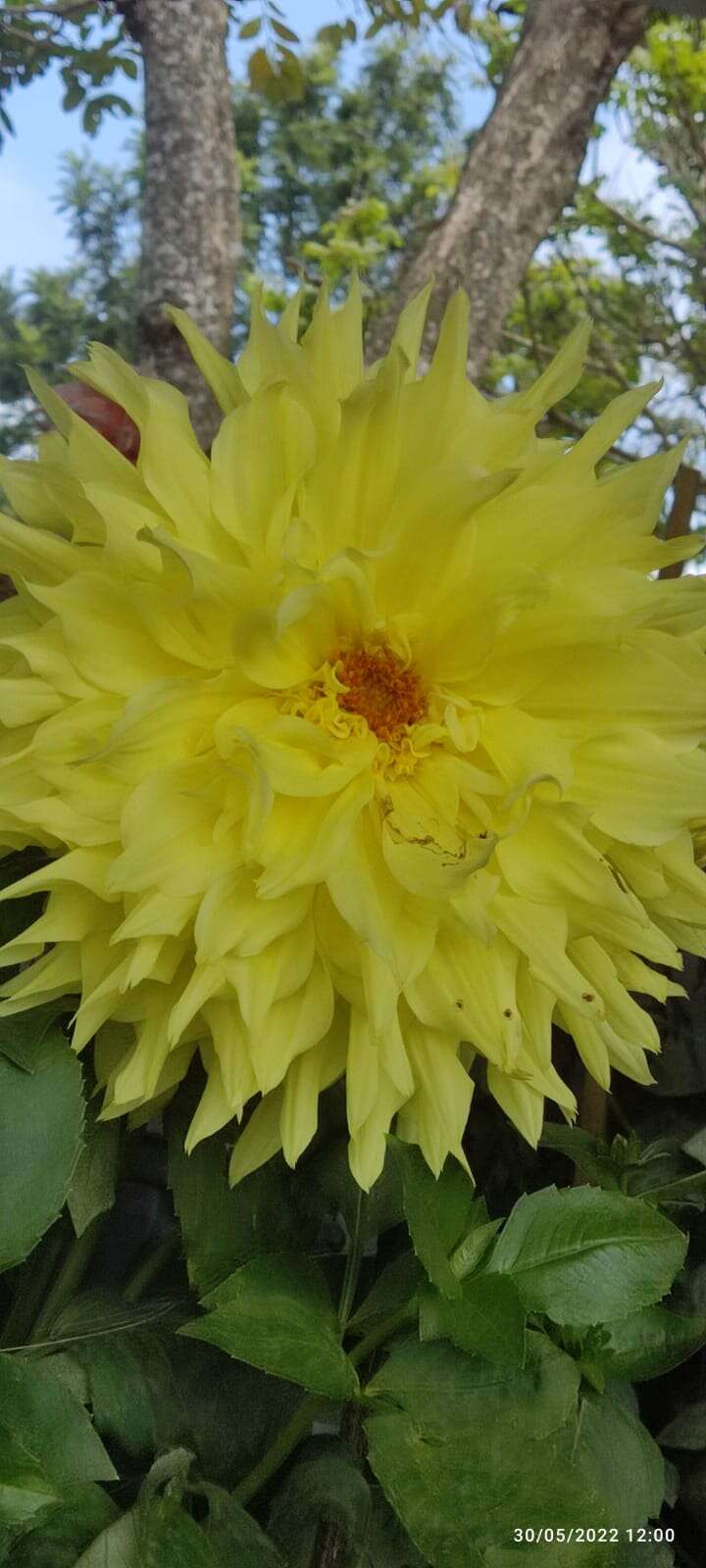 Image of pinnate dahlia