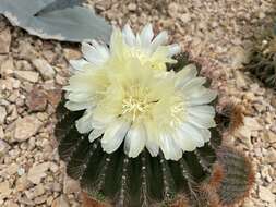 Image of Uebelmannia pectinifera Buining