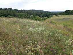 Image of longleaf