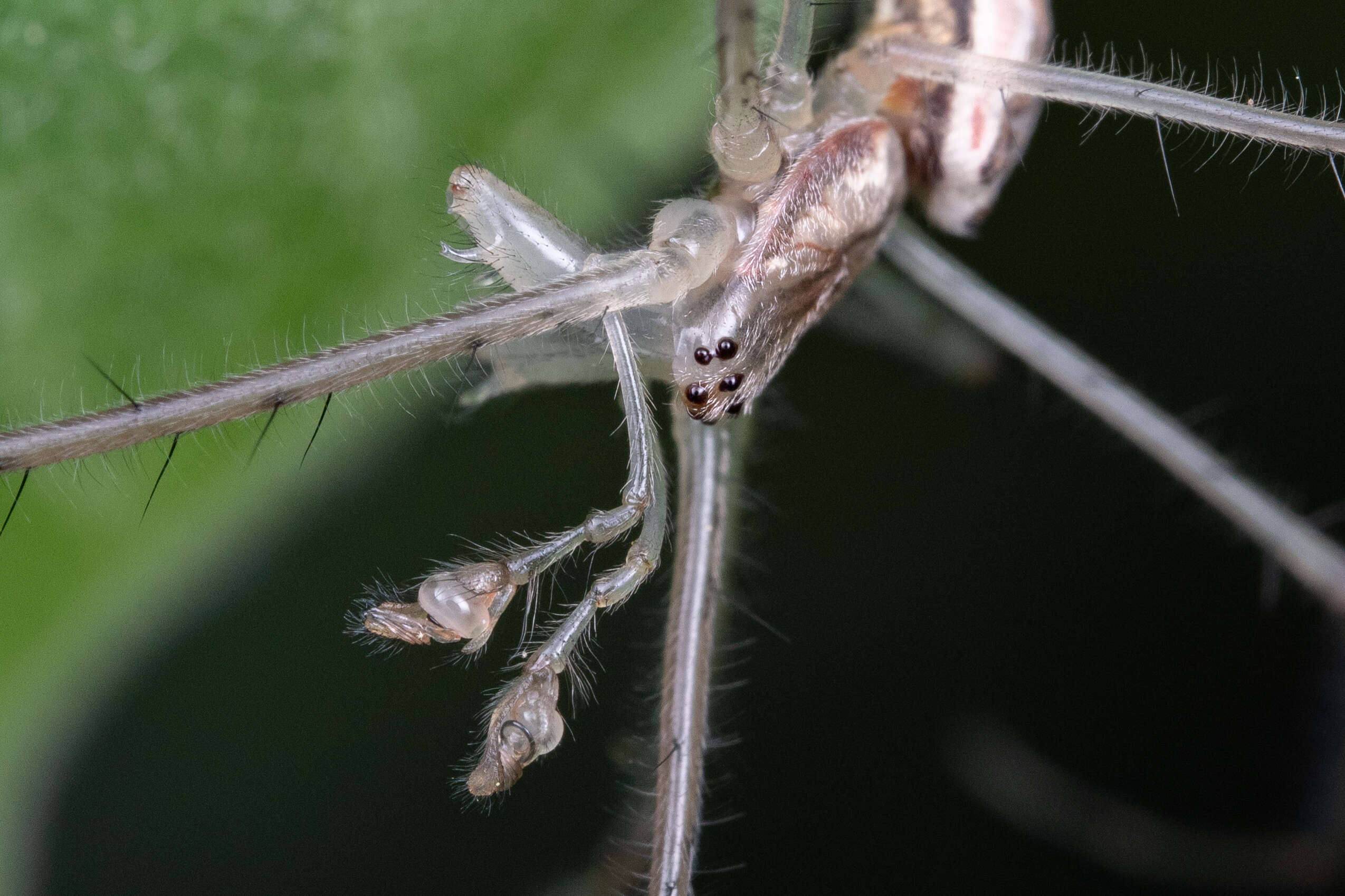 Image of stretch spider