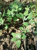 Plancia ëd Chenopodium opulifolium Schrader