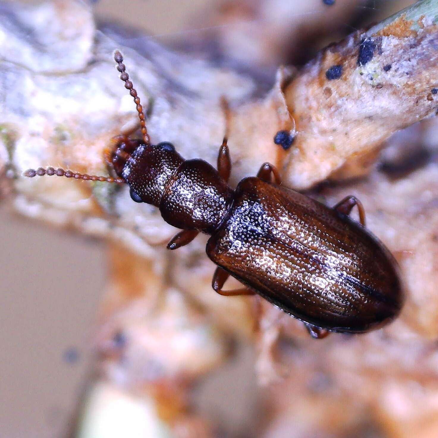 Image of narrow-waisted bark beetles