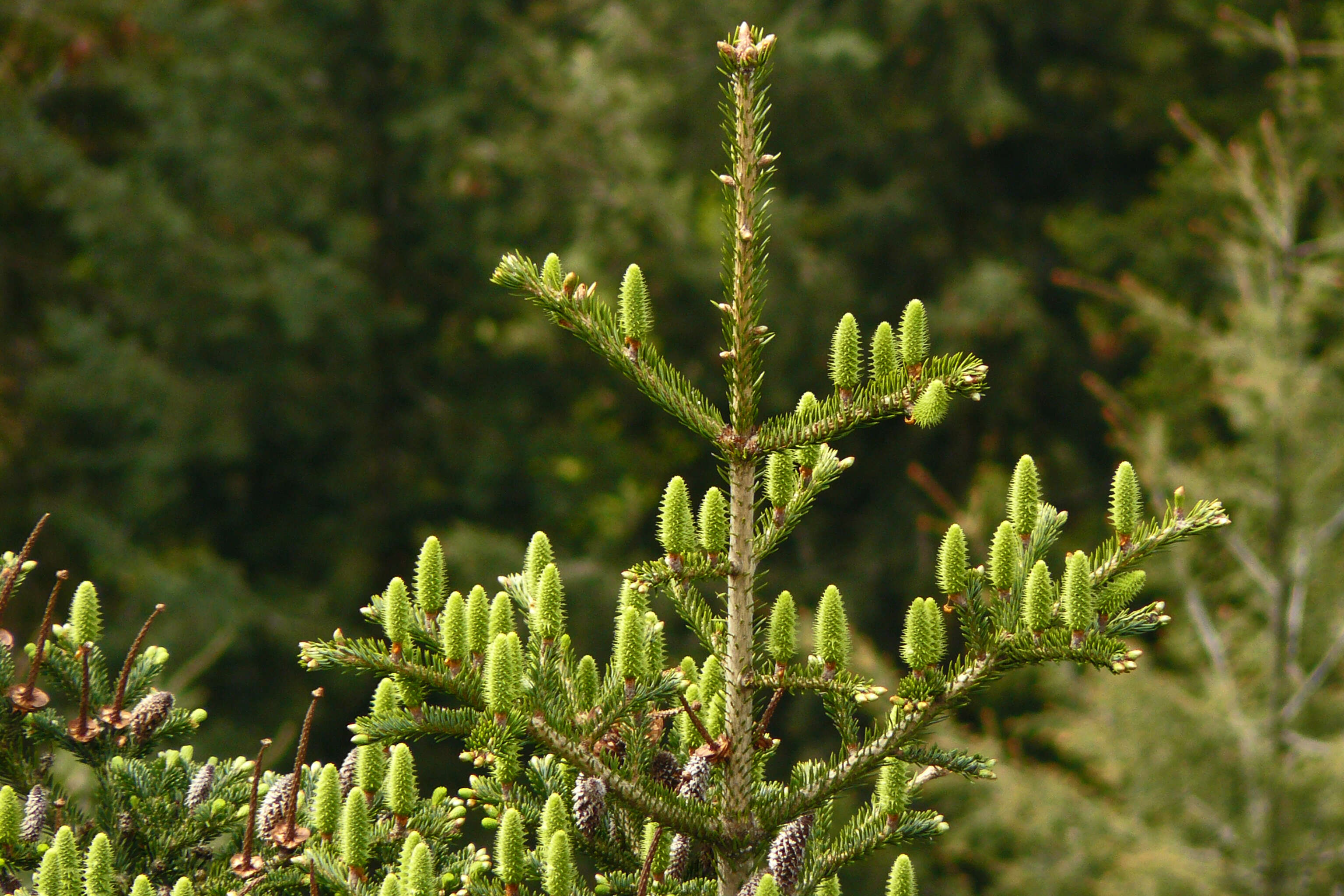 Image of Silver Fir