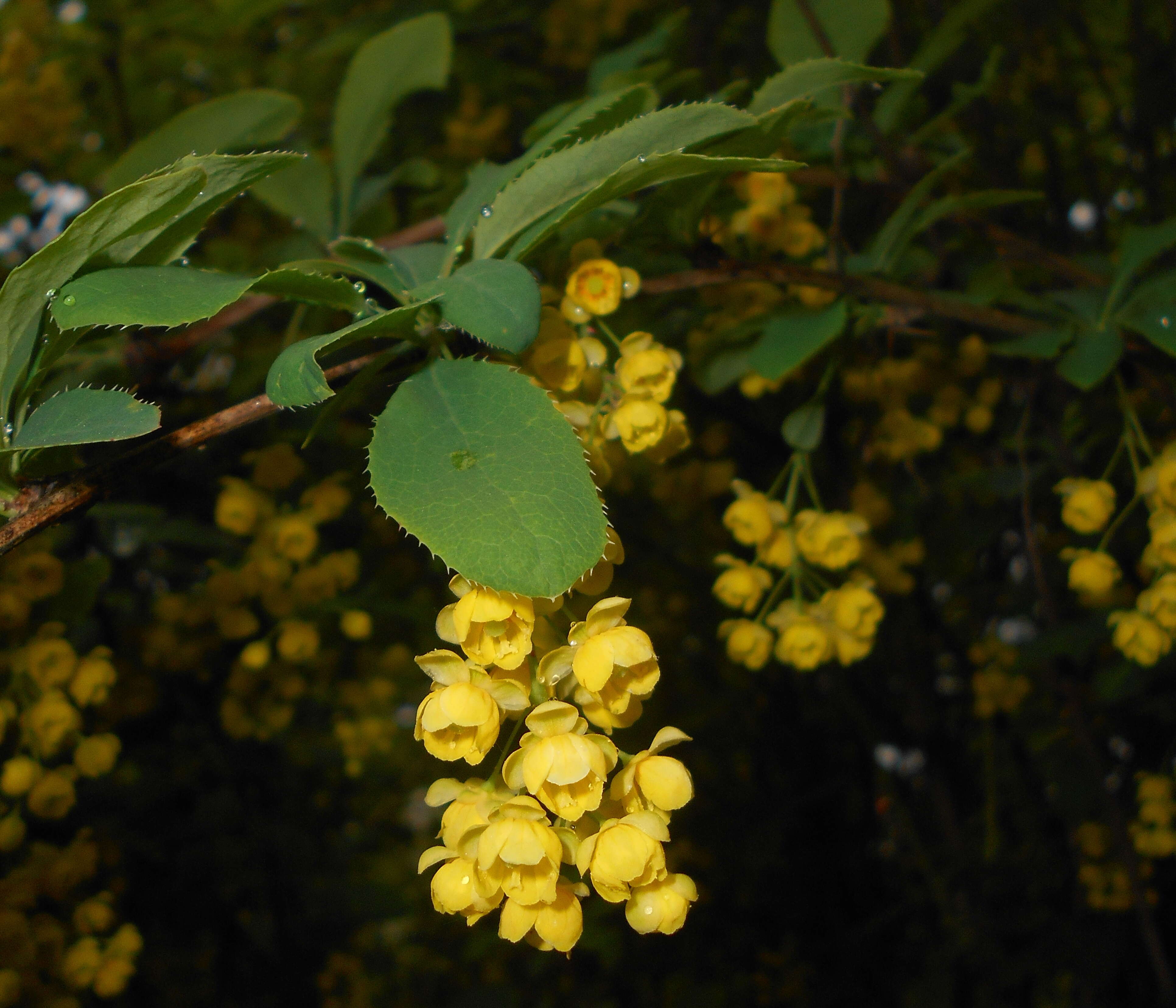 Image de Berberis lycium Royle