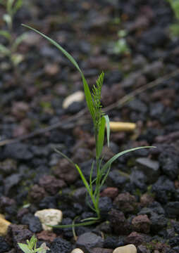 Слика од Catapodium rigidum (L.) C. E. Hubb.