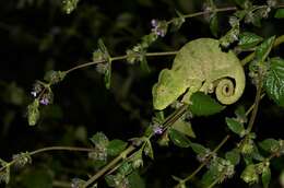 Image of Malagasy Giant Chameleon