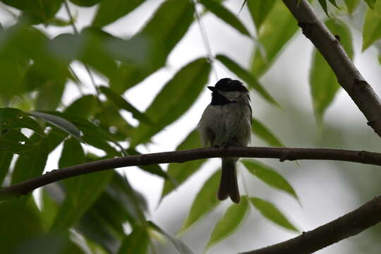 Image of Carolina Chickadee