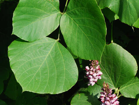 Image de Pueraria montana var. lobata (Willd.) Sanjappa & Pradeep