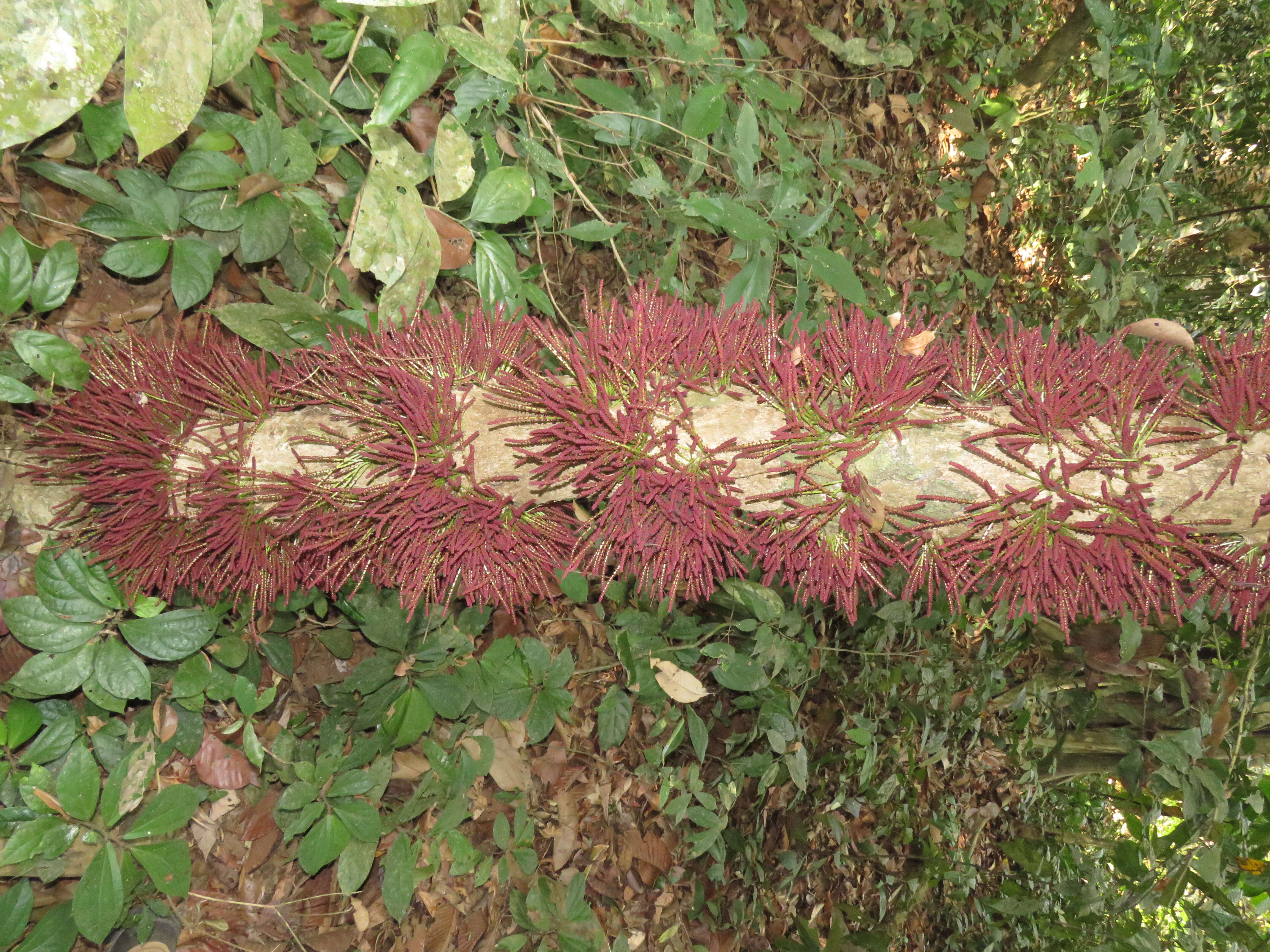 Image de Baccaurea courtallensis (Wight) Müll. Arg.