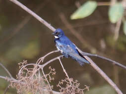 Image of White-bibbed Swallow