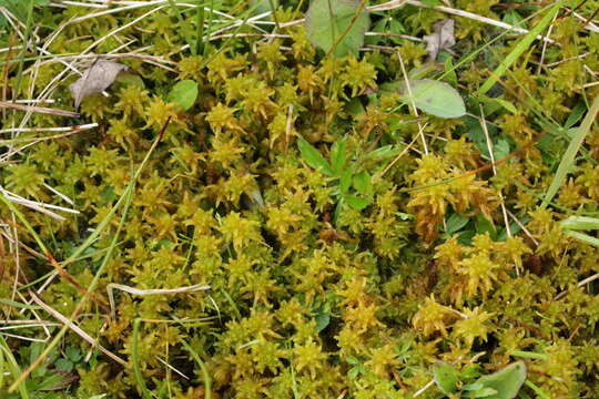 Image of slender cow-horn bog-moss