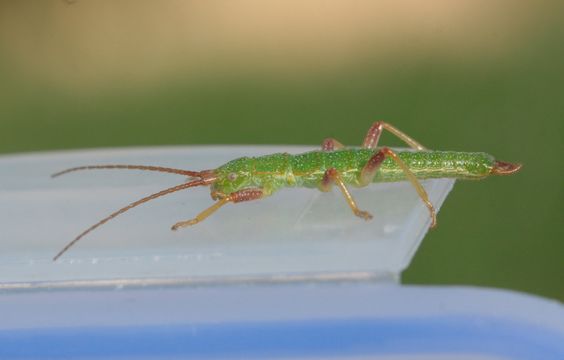 18.https www inaturalist org photos 3200107.580x360