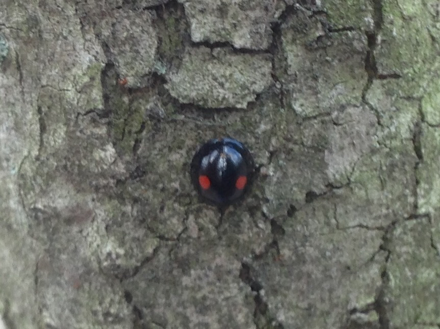 Image of Twice-stabbed Lady Beetle