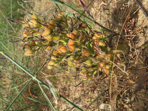 Image of Wachendorfia paniculata Burm.