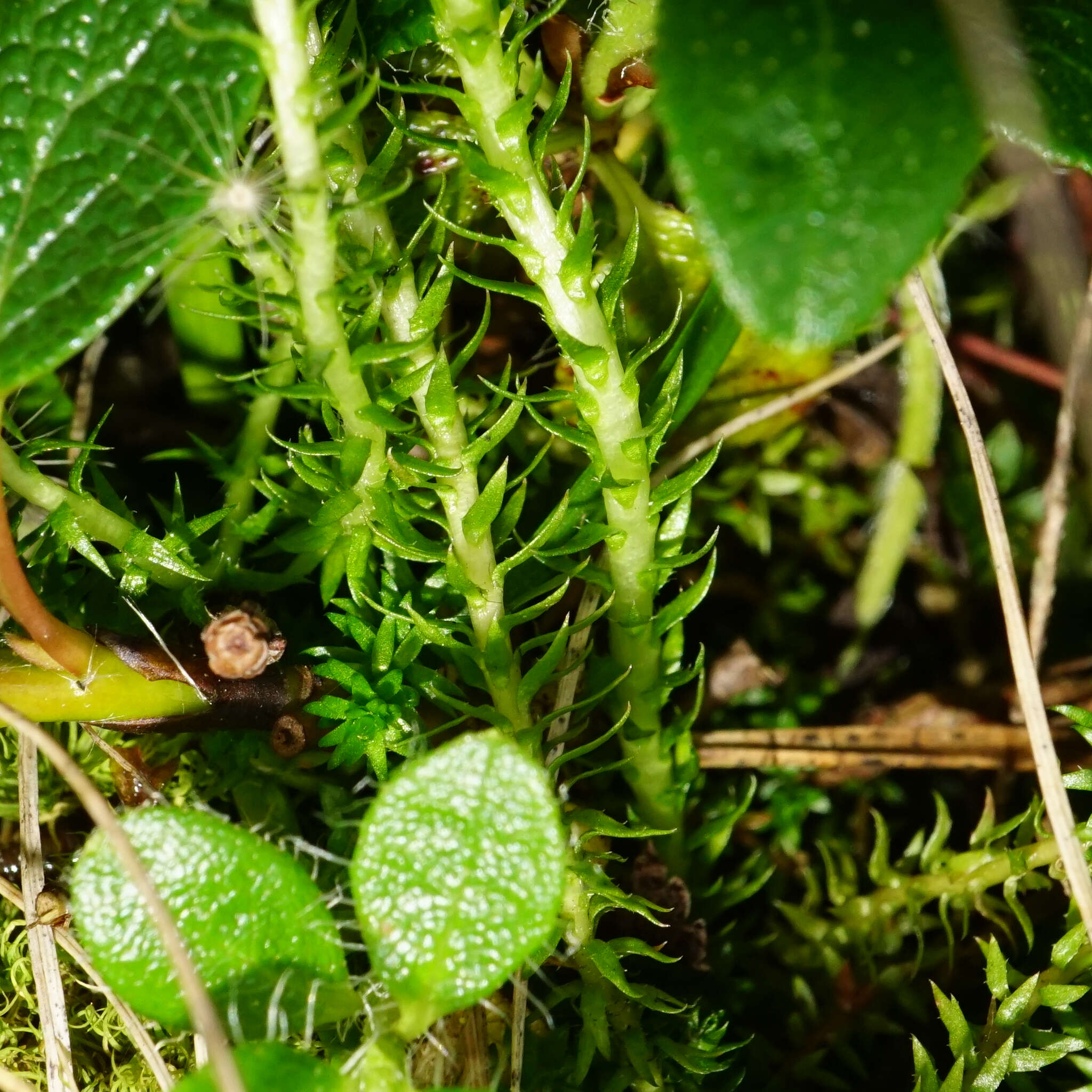 صورة Selaginella selaginoides (L.) Schrank & C. F. P. Mart.