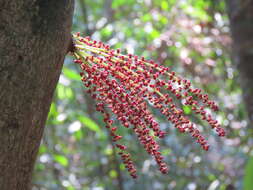 Image de Baccaurea courtallensis (Wight) Müll. Arg.