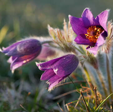 Pulsatilla vulgaris Miller resmi