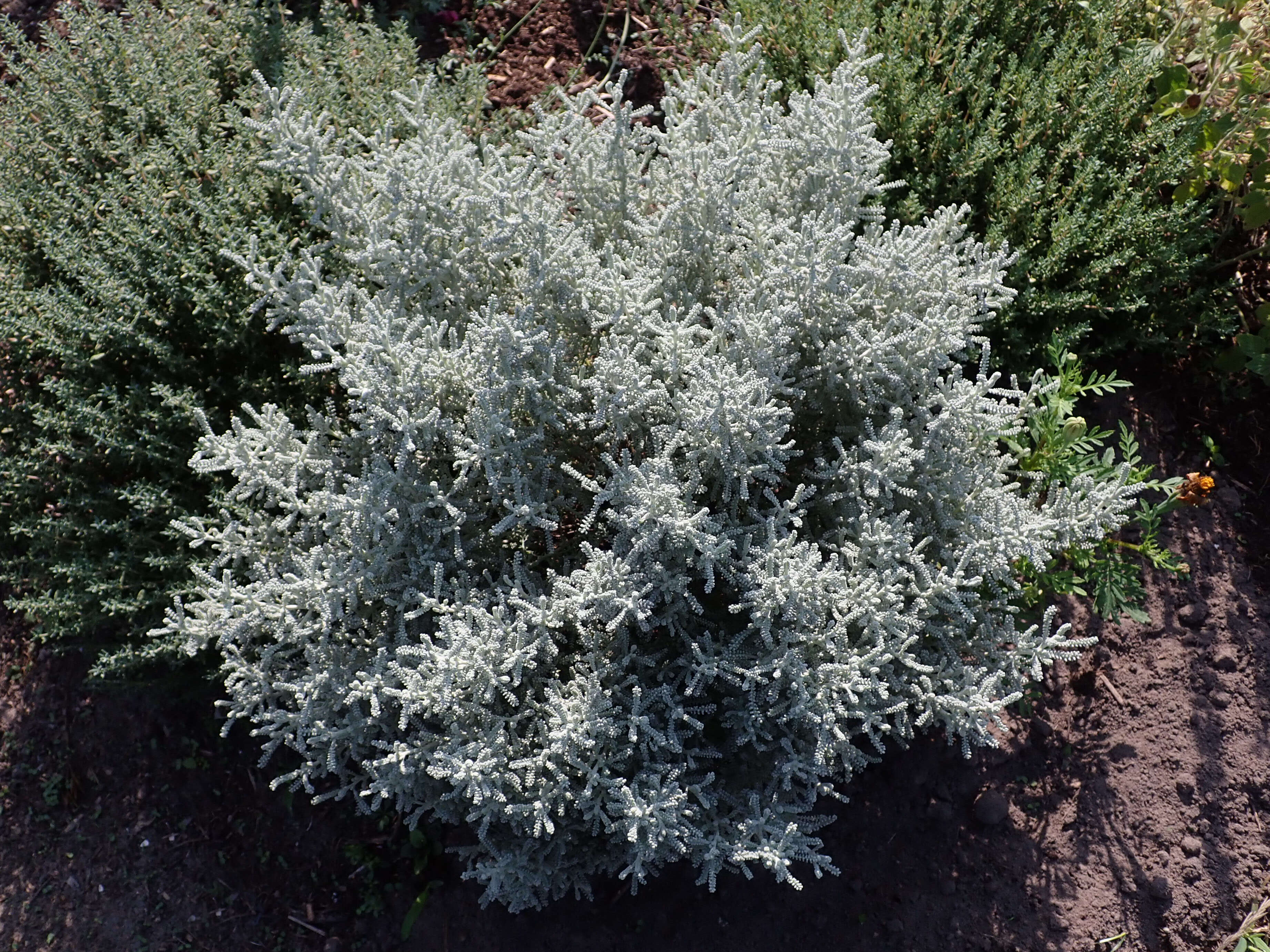 Image of lavender cotton