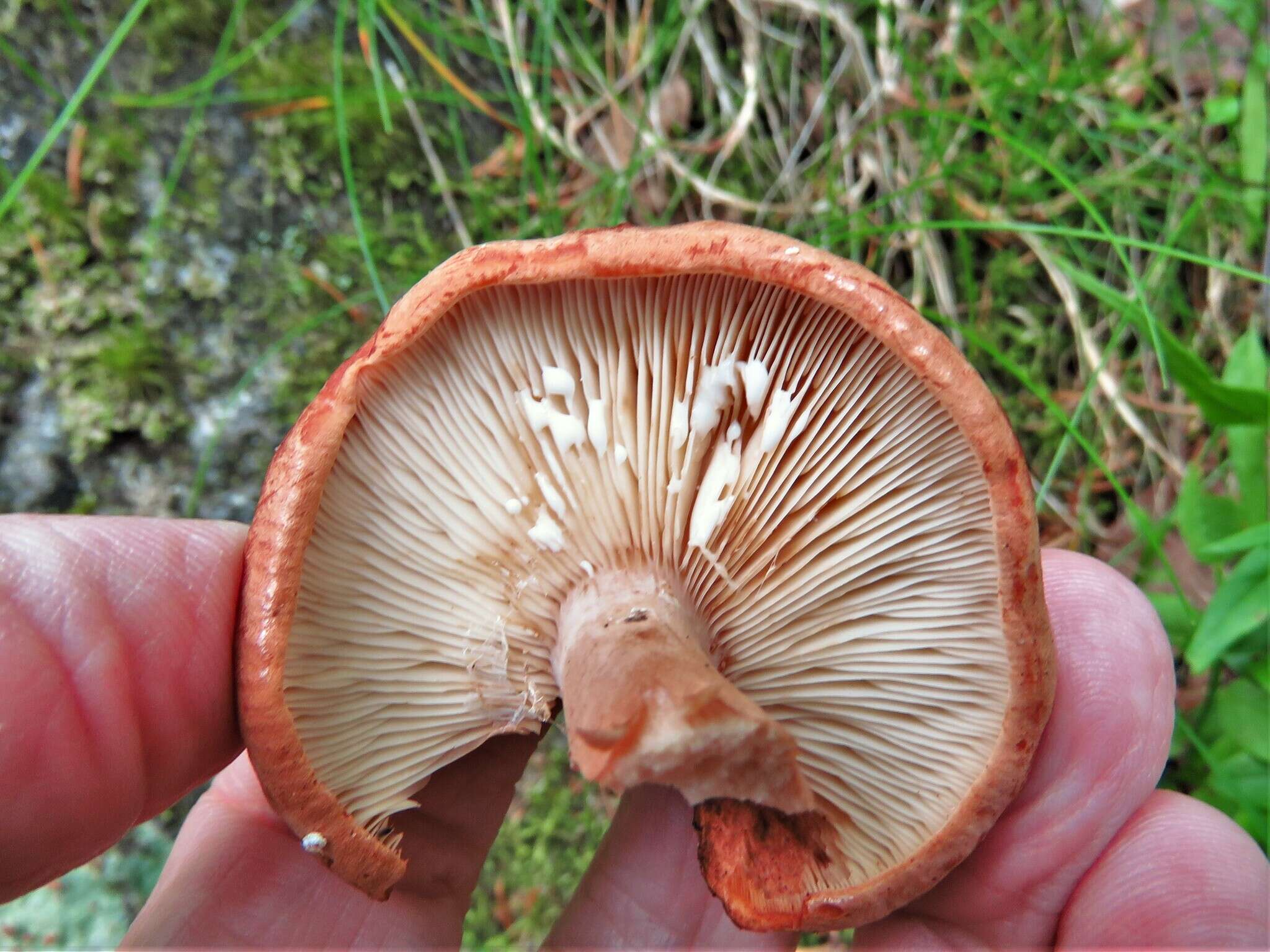 Image of Rufous Milkcap