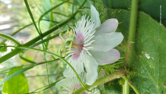 Слика од Passifloraceae