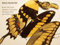 Sivun Papilio thoas Linnaeus 1771 kuva