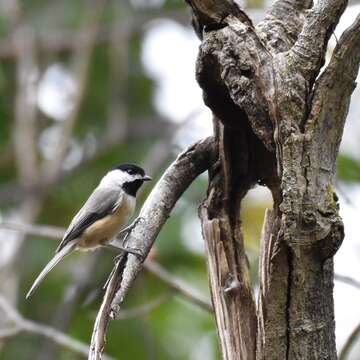 Image of Carolina Chickadee