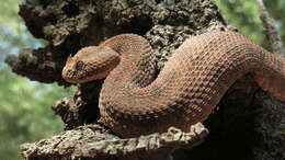 Image of Horned Adder