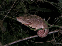 Image of Malagasy Giant Chameleon