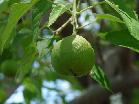 Image of <i>Croton megalobotrys</i>