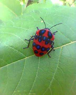 Image of <i>Poecilocoris druraei</i>