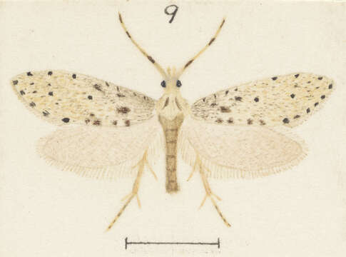 Image of Acrolepiidae