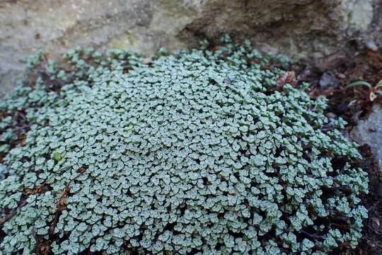 Image of Raoulia australis Hook. fil. ex Raoul