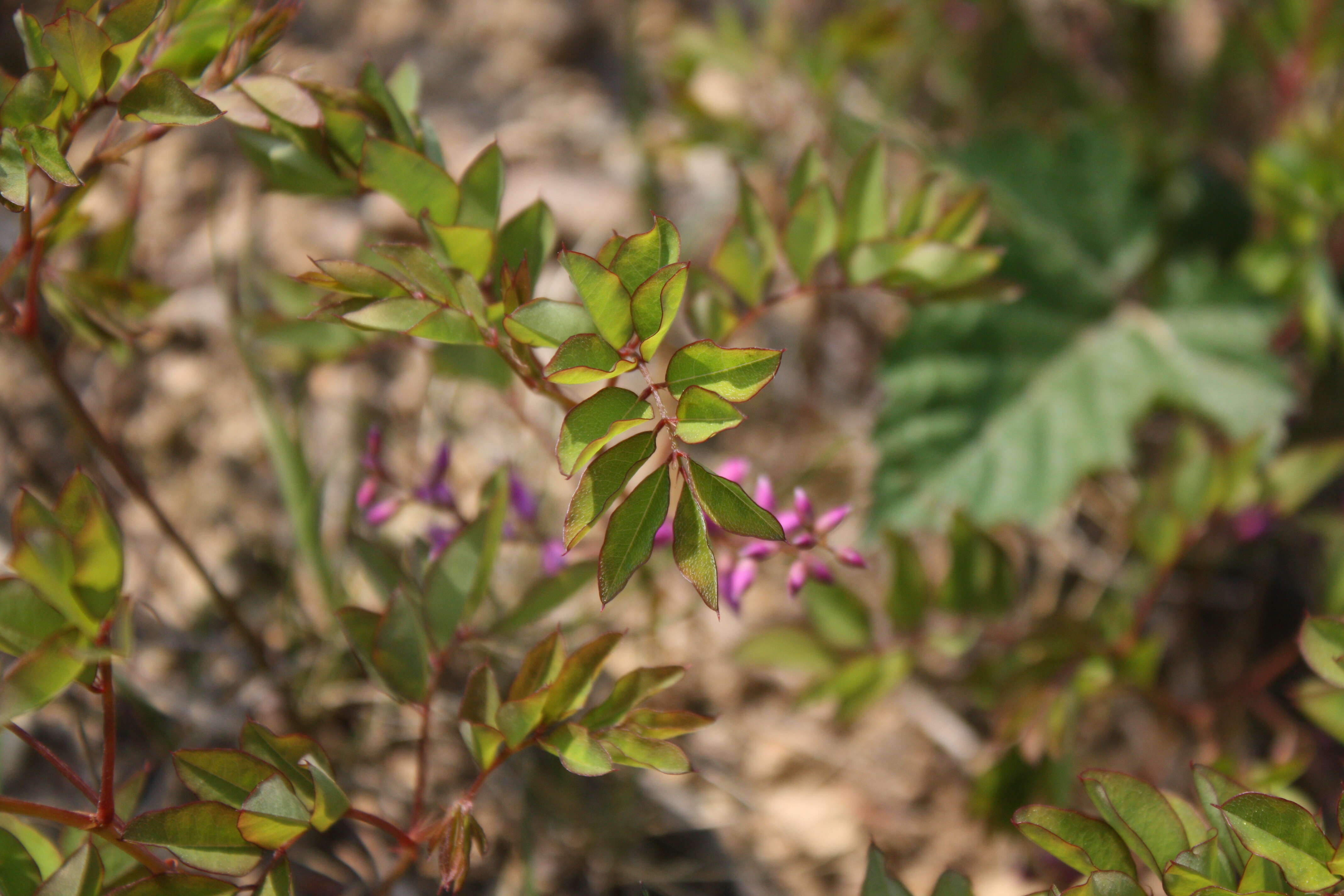 Image of Kirilow's indigo