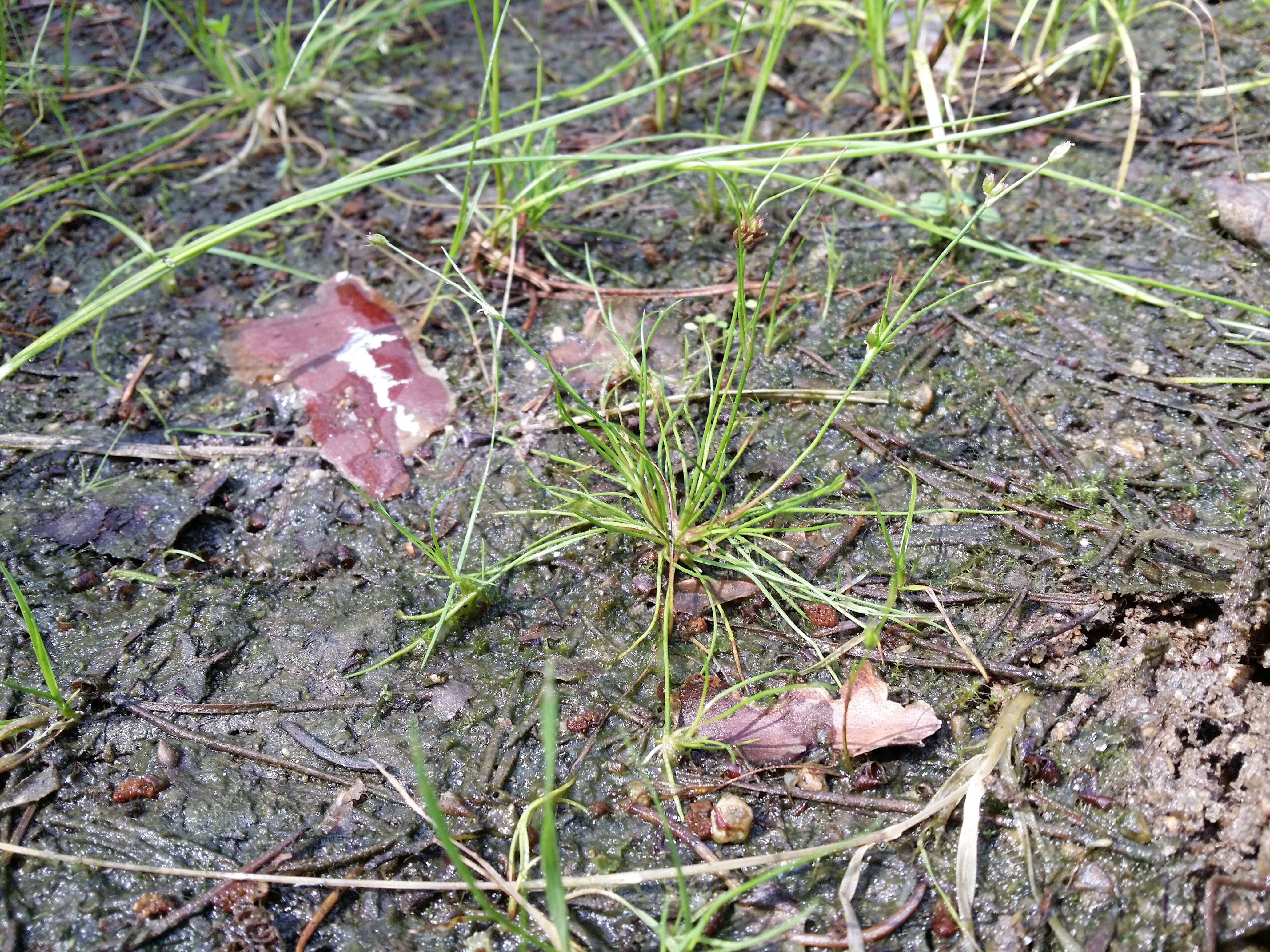 Juncus bulbosus L. resmi