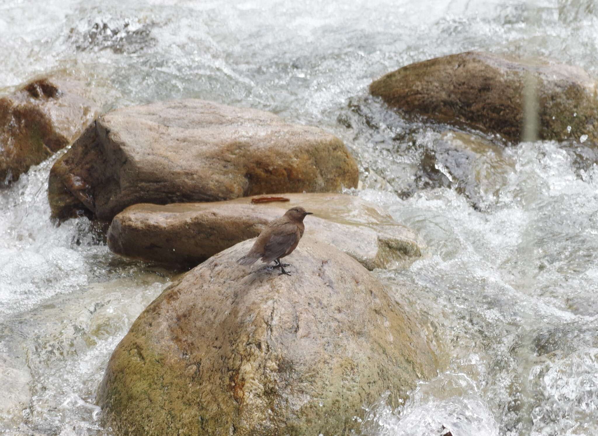 Image of Brown Dipper