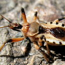 Image of Rhynocoris ventralis (Say 1832)
