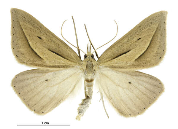 Image of Samana falcatella Walker 1863