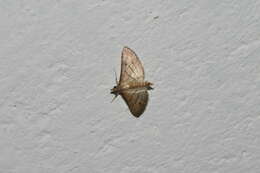 Image of Trapeze Moth