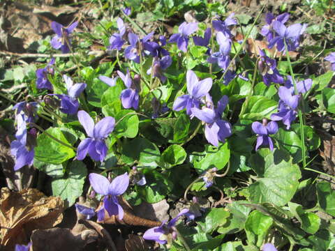 Image of sweet violet