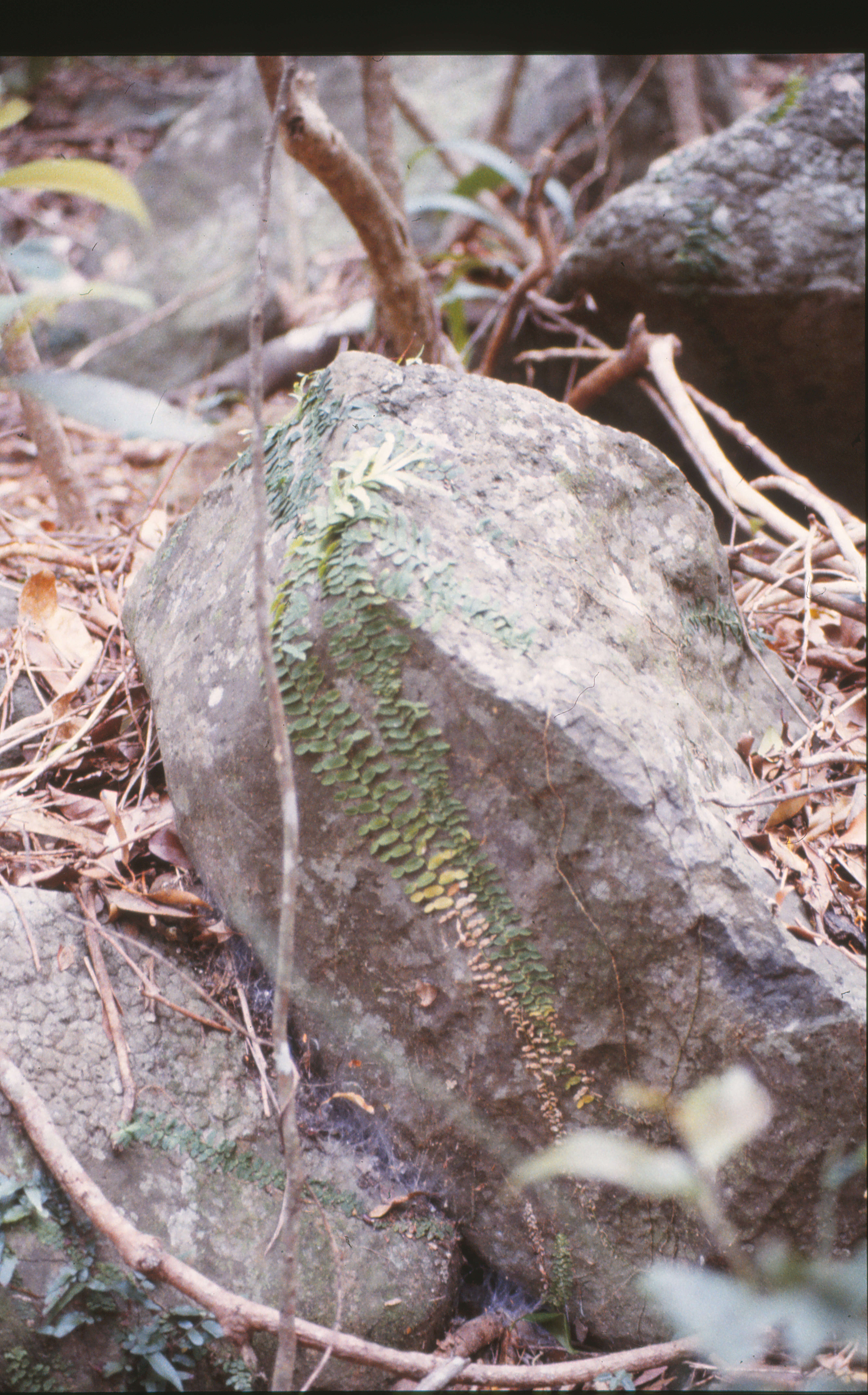 Image of Pothos longipes Schott