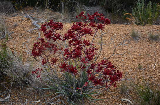 Image of Anigozanthos rufus Labill.