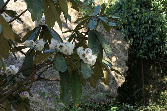 Image of Rhododendron grande Wight