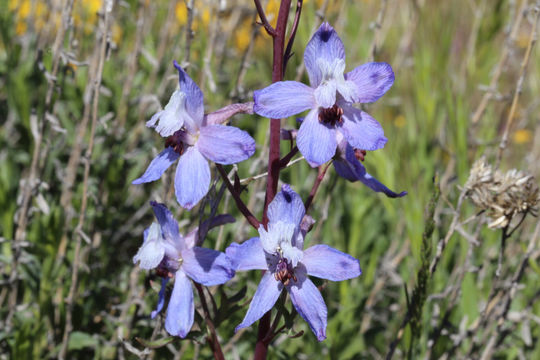 Image of <i>Delphinium recurvatum</i>