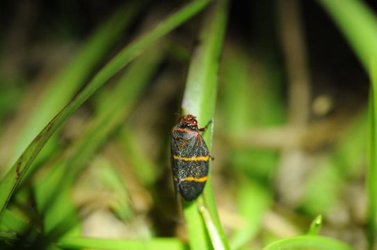 18.https www inaturalist org photos 321273.580x360