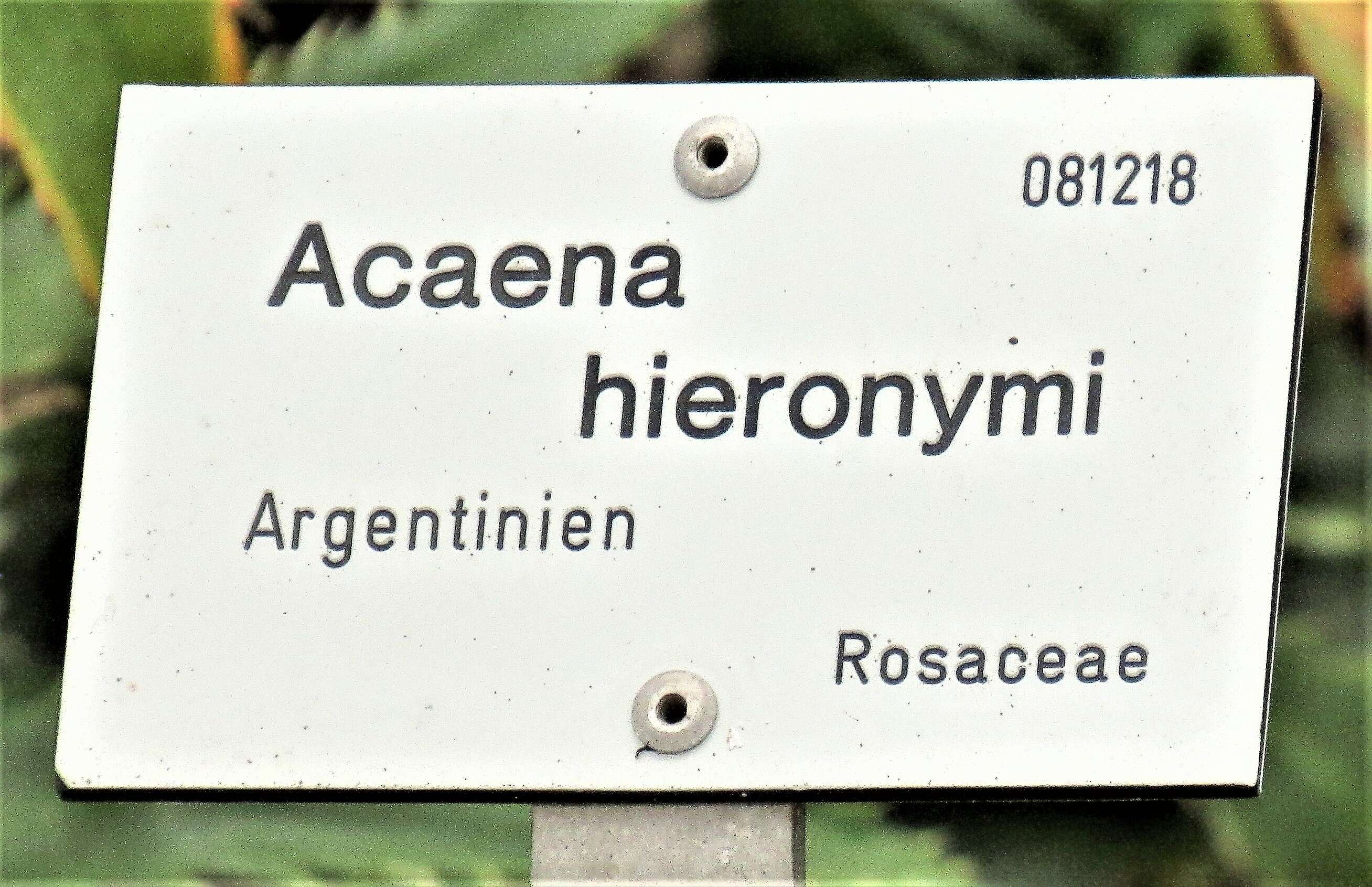 Image of acaena