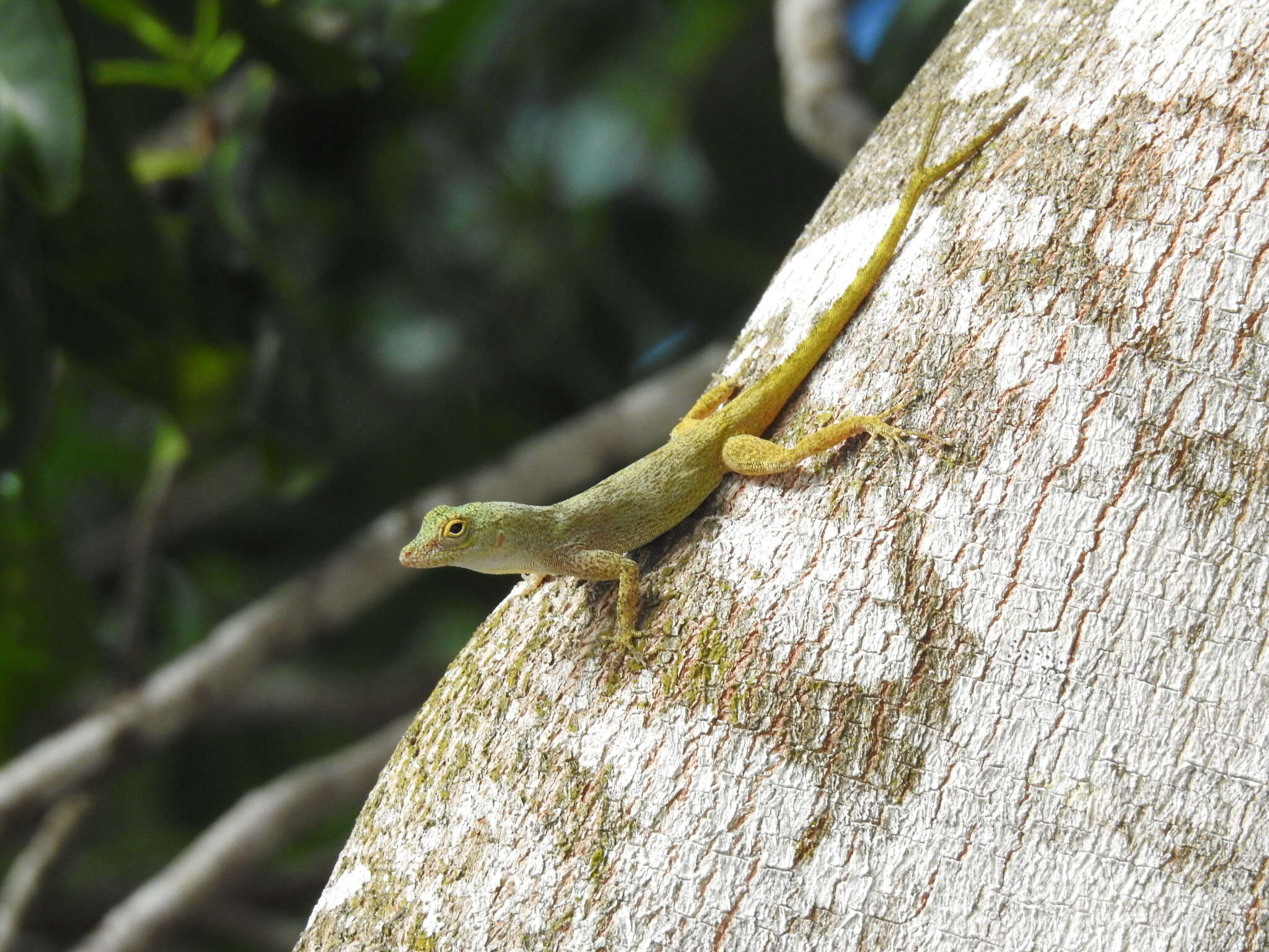 Image of Bark anole