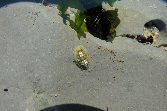 Image of <i>Lepidochitona cinerea</i>